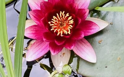 08. November 2025 Vortrag beim Ayurveda Symposium zur Interaktion von Herz-Geist und Darm  