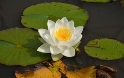 10. – 16. Mai 2027 „Der Weg ins Herz der Achtsamkeit“ – Anapanasati – Vipassana Retreat 2027 im Waldhaus am Laacher See 