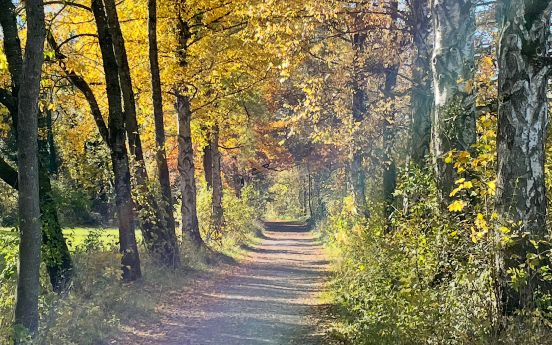 Sonntag, 15. November 2026 Yoga & Ayurveda Soulfood in der Herbst- und Winterzeit