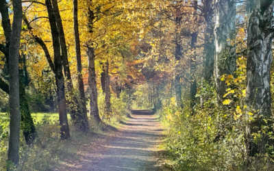 Sonntag, 15. November 2026 Yoga & Ayurveda Soulfood in der Herbst- und Winterzeit